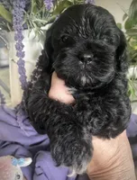 Misty, a female Shihpoo for sale in Eaton Rapids, MI – 5 of 5