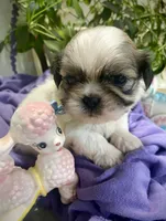 Tater Tot, a male Shih Tzu for sale in Eaton Rapids, MI – 3 of 6