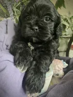 Misty, a female Shihpoo for sale in Eaton Rapids, MI – 4 of 5