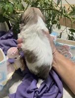 Tater Tot, a male Shih Tzu for sale in Eaton Rapids, MI – 6 of 6
