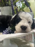 Anastasia , a female Sheepadoodle for sale in Eaton Rapids, MI – 7 of 9