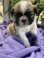 Tamale, a male Shih Tzu for sale in Eaton Rapids, MI – 9 of 9