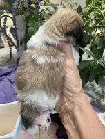 Tamale, a male Shih Tzu for sale in Eaton Rapids, MI – 6 of 9