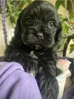 Misty, a female Shihpoo for sale in Eaton Rapids, MI – 3 of 5