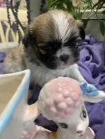 Tamale, a male Shih Tzu for sale in Eaton Rapids, MI – 2 of 9