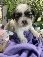 Simba, a male Shih Tzu for sale in Eaton Rapids, MI – 2 of 10