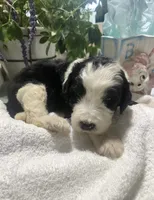 Bear, a male Sheepadoodle for sale in Eaton Rapids, MI – 5 of 7