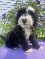 Bandit, a male Sheepadoodle for sale in Eaton Rapids, MI – 2 of 5