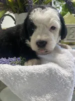Anastasia , a female Sheepadoodle for sale in Eaton Rapids, MI – 5 of 9
