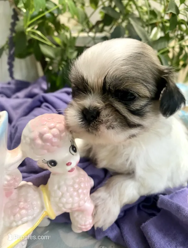 Tater Tot – Shih Tzu puppy for sale in Eaton Rapids, MI
