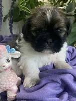 Smokey , a male Shih Tzu for sale in Eaton Rapids, MI – 3 of 4