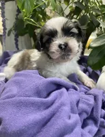 Simba, a male Shih Tzu for sale in Eaton Rapids, MI – 7 of 10