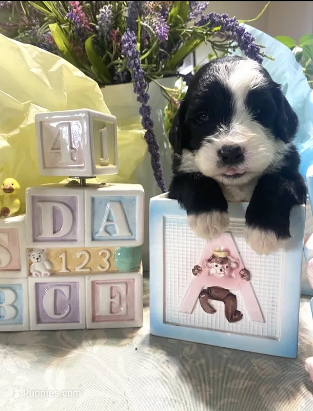 Bandit, a male Sheepadoodle for sale in Eaton Rapids, MI – 1 of 3