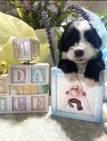 Bandit, a male Sheepadoodle for sale in Eaton Rapids, MI – 1 of 3