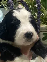 Bear, a male Sheepadoodle for sale in Eaton Rapids, MI – 2 of 7