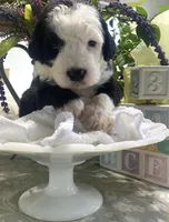 Anastasia , a female Sheepadoodle for sale in Eaton Rapids, MI – 3 of 9
