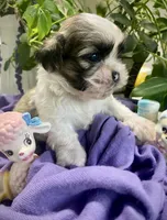 Simba, a male Shih Tzu for sale in Eaton Rapids, MI – 6 of 10