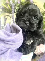 Misty, a female Shihpoo for sale in Eaton Rapids, MI – 1 of 5