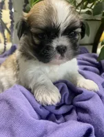 Tamale, a male Shih Tzu for sale in Eaton Rapids, MI – 8 of 9