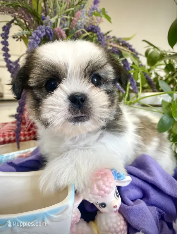 Pebbles – Shih Tzu puppy for sale in Eaton Rapids, MI