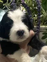 Bear, a male Sheepadoodle for sale in Eaton Rapids, MI – 7 of 7