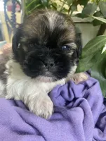 Smokey , a male Shih Tzu for sale in Eaton Rapids, MI – 1 of 4