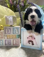 Bandit, a male Sheepadoodle for sale in Eaton Rapids, MI – 2 of 3