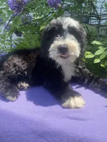 Bandit, a male Sheepadoodle for sale in Eaton Rapids, MI – 5 of 5