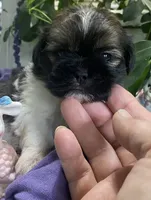 Smokey , a male Shih Tzu for sale in Eaton Rapids, MI – 2 of 4