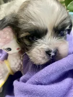 Simba, a male Shih Tzu for sale in Eaton Rapids, MI – 9 of 10