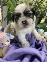 Simba, a male Shih Tzu for sale in Eaton Rapids, MI – 5 of 10