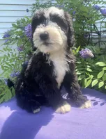 Bandit, a male Sheepadoodle for sale in Eaton Rapids, MI – 3 of 5