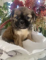 Caramel, a female Shih Tzu for sale in Eaton Rapids, MI – Photo 2 of 4