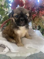 Caramel, a female Shih Tzu for sale in Eaton Rapids, MI – Photo 4 of 4