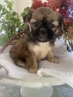 Caramel, a female Shih Tzu for sale in Eaton Rapids, MI – Photo 3 of 4