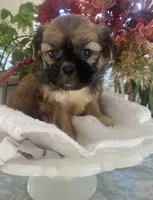 Caramel, a female Shih Tzu for sale in Eaton Rapids, MI – Photo 1 of 4