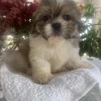 Benji, a male Shih Tzu for sale in Eaton Rapids, MI – Photo 4 of 4