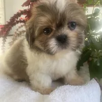 Benji, a male Shih Tzu for sale in Eaton Rapids, MI – Photo 2 of 4