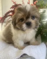 Benji, a male Shih Tzu for sale in Eaton Rapids, MI – Photo 2 of 4