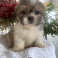 Benji, a male Shih Tzu for sale in Eaton Rapids, MI – Photo 3 of 4