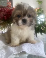 Benji, a male Shih Tzu for sale in Eaton Rapids, MI – Photo 3 of 4