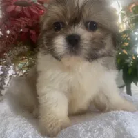 Benji, a male Shih Tzu for sale in Eaton Rapids, MI – Photo 1 of 4