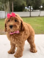 Hazel - Medium Goldendoodle , a female Goldendoodle and Miniature Goldendoodle for sale in Frostproof, FL – 3 of 10
