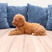 Chase - F1bb Mini Goldendoodle , a male Miniature Goldendoodle for sale in Frostproof, FL – 3 of 5