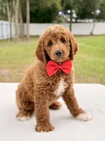 Harley - Medium Goldendoodle , a male Goldendoodle and Miniature Goldendoodle for sale in Frostproof, FL – 6 of 9