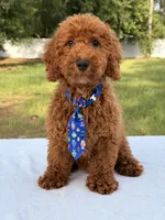 Peanut - Toy, a male Miniature Goldendoodle for sale in Frostproof, FL – 4 of 10