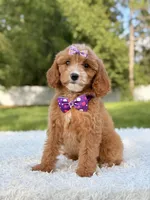 Amaya , a female Cavapoo for sale in Frostproof, FL – 6 of 10