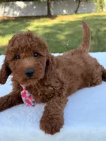 Oscar - Mini, a male Miniature Goldendoodle for sale in Frostproof, FL – 2 of 8