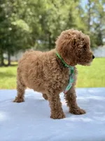 Thomas - F1b Mini Goldendoodle Male , a male Miniature Goldendoodle for sale in Frostproof, FL – 7 of 8
