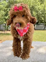 Harmony , a female Miniature Goldendoodle for sale in Frostproof, FL – 4 of 10